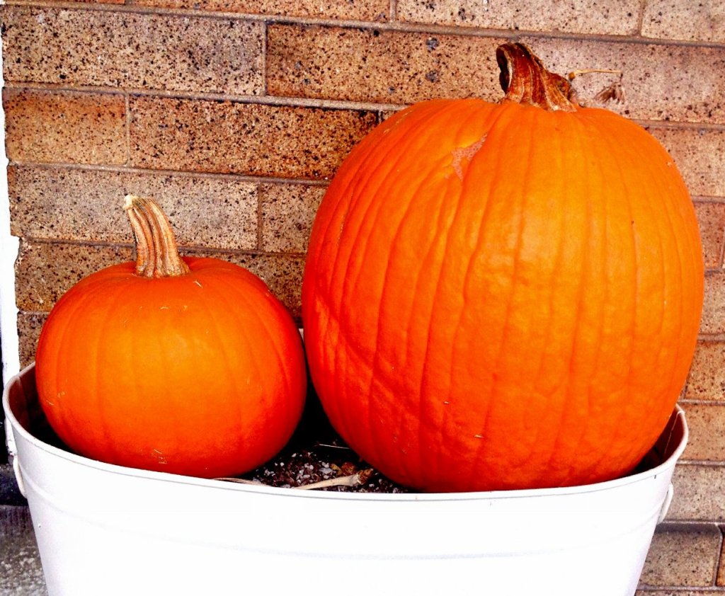 pie pumpkin vs. carving pumpkin