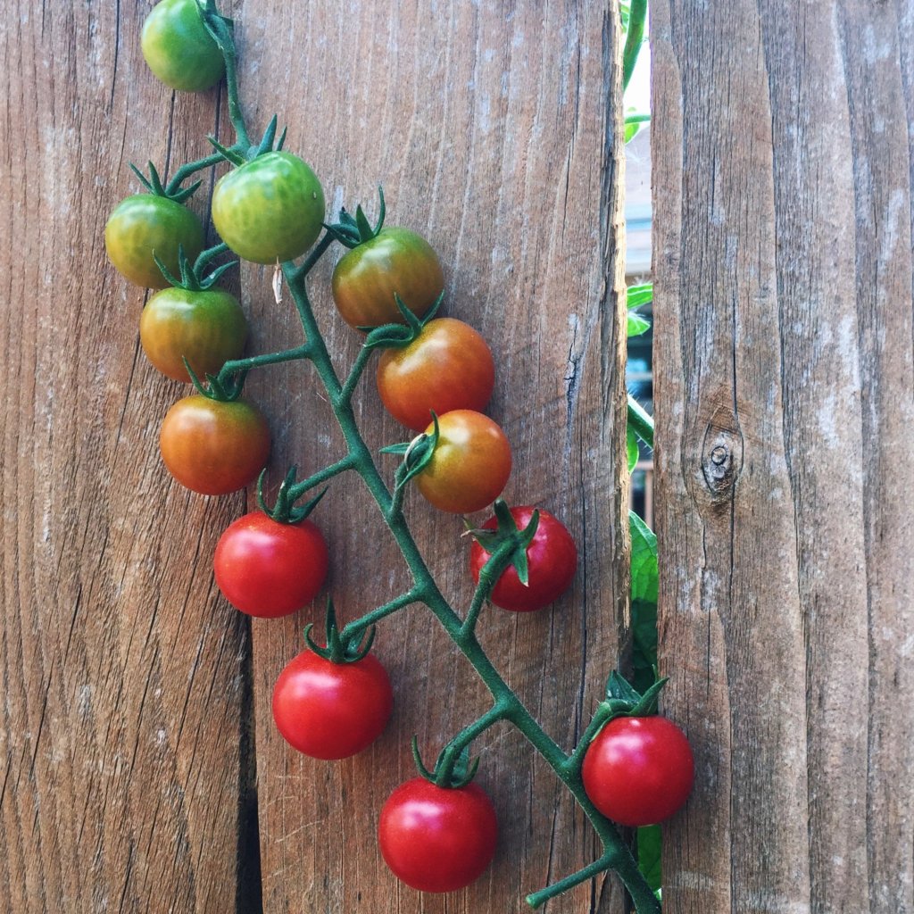 cherry-tomatoes